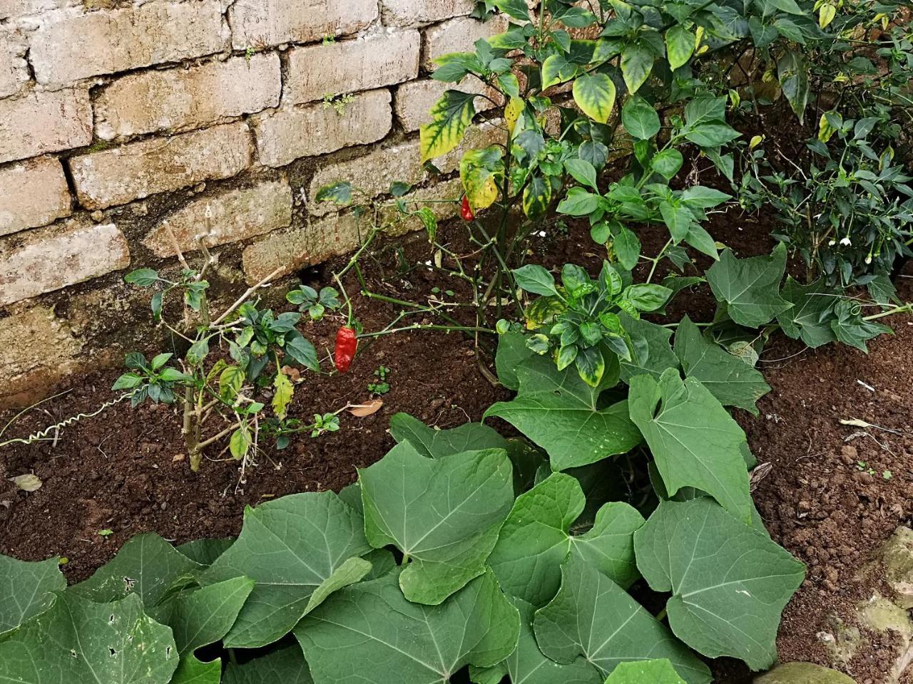 Khululekani - Durban Rasta Hide Out Backpackers 外观 照片